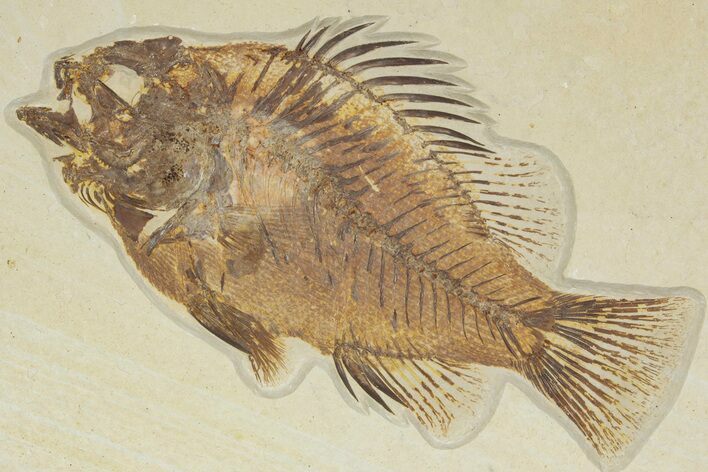 Detailed Fossil Fish (Priscacara) - Wyoming #349222